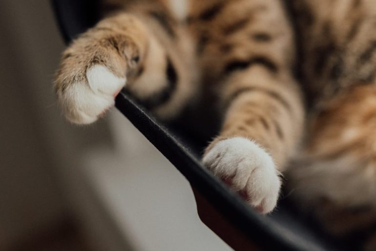 A quoi sert la griffe de chat
